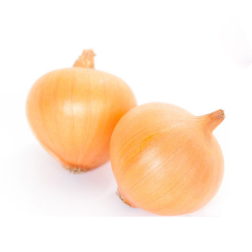 New crop with cheap price fresh onion for sale